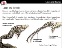 Focus on Frogs Cover Image